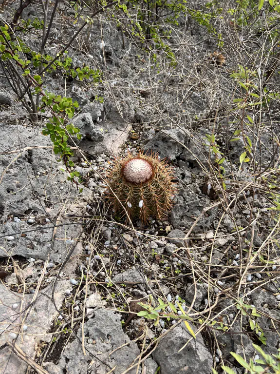 Seru Kabritu cactus